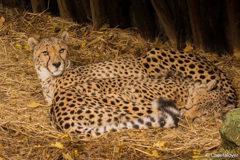 _DSC0070.JPG - Cheeta