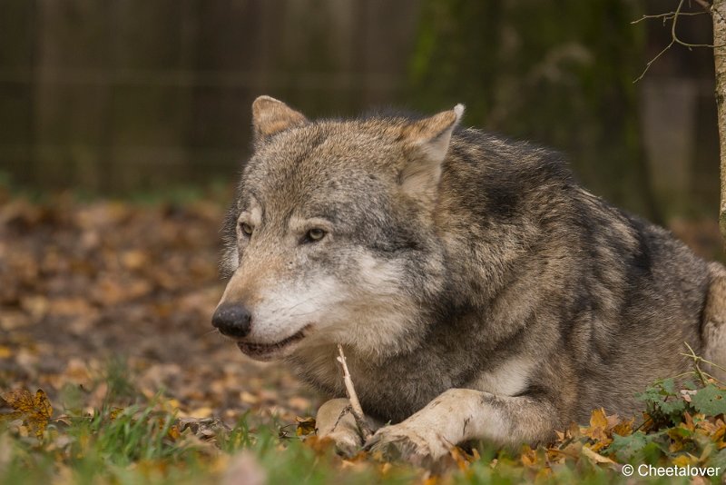 _DSC0156.JPG - Wolf