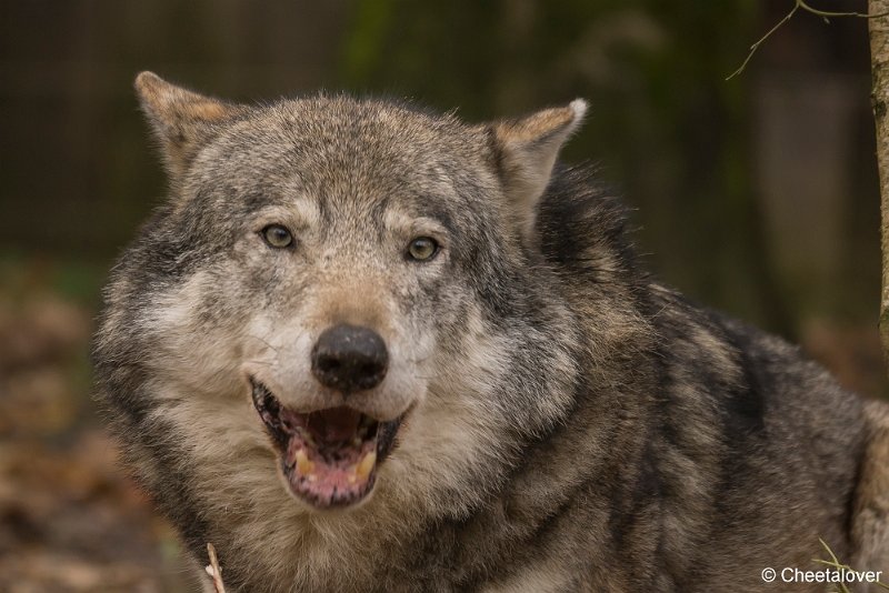 _DSC0165.JPG - Wolf