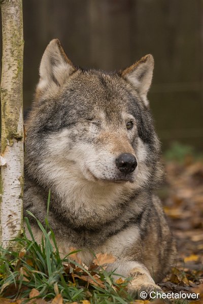 _DSC0170.JPG - Wolf