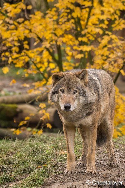 _DSC0171.JPG - Wolf