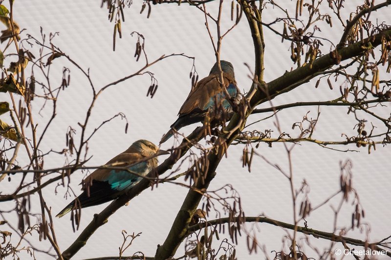 _DSC0235.JPG - Scharrelaar