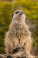 _DSC0071