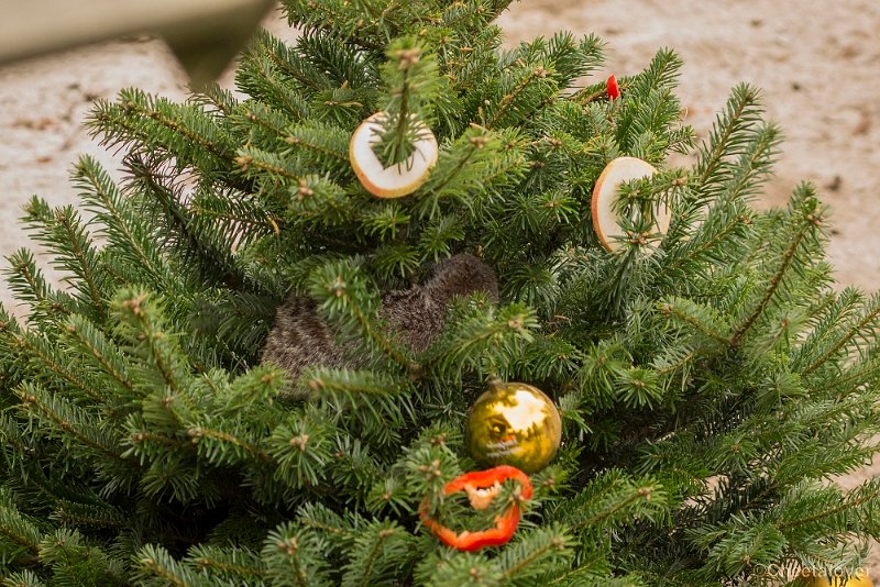 _DSC0023.JPG - Stokstaartje in Kerstdiner
