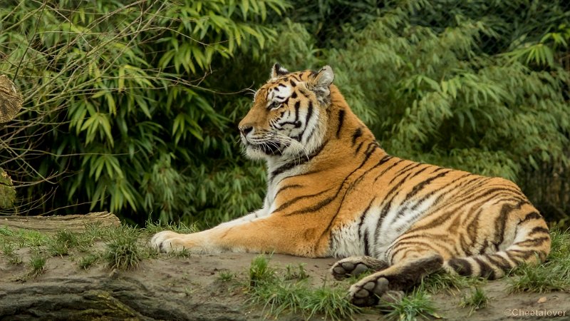 _DSC0136.JPG - Siberische Tijger