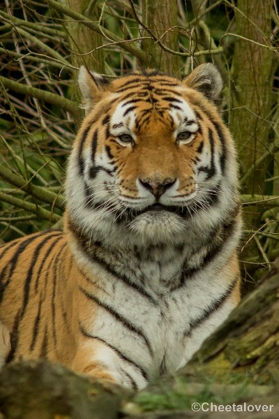 _DSC0154.JPG - Siberische Tijger