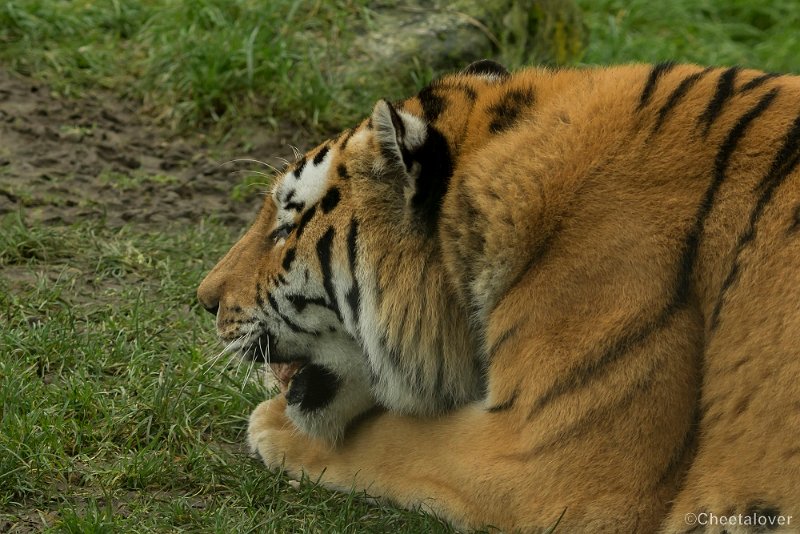_DSC0172.JPG - Siberische Tijger