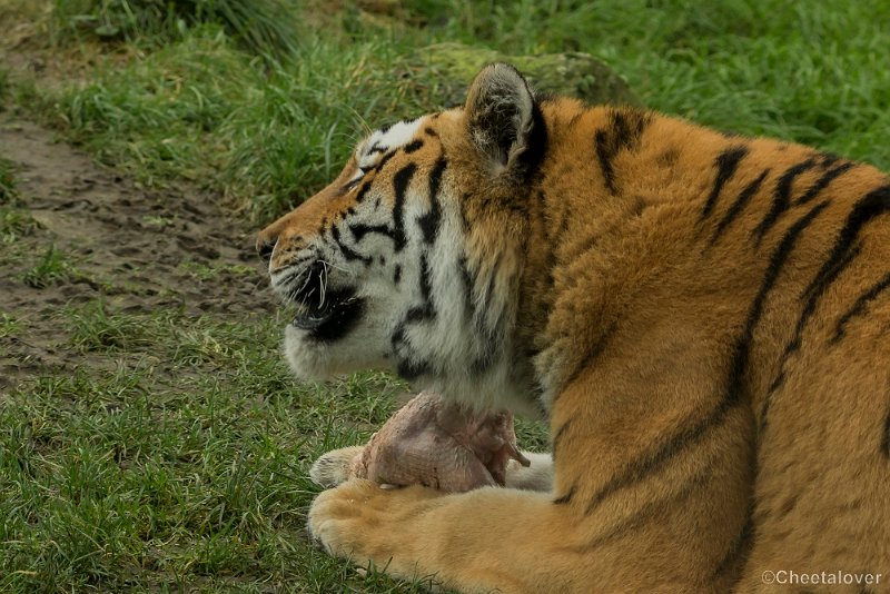 _DSC0175.JPG - Siberische Tijger