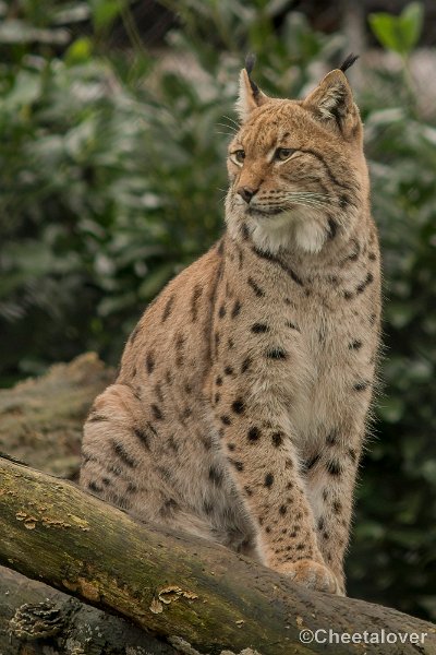_DSC0207.JPG - Linx