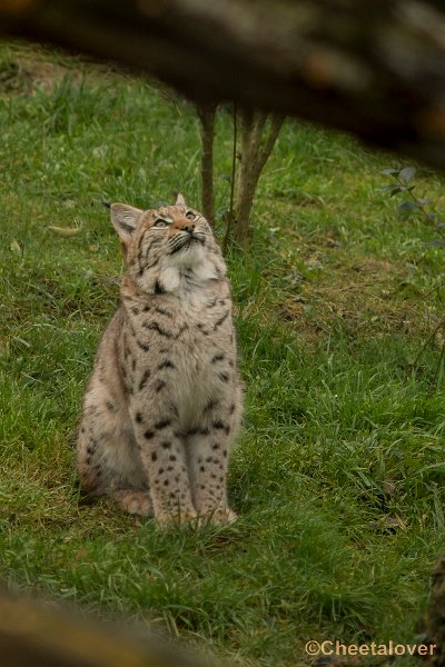 _DSC0216.JPG - Linx
