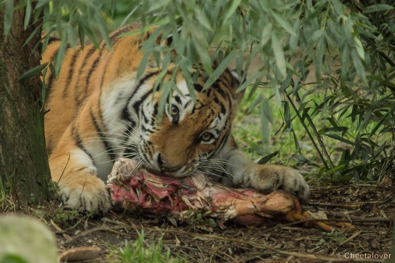 _DSC0227.JPG - Siberische Tijger