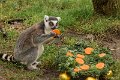 _DSC0040