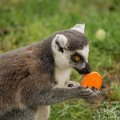 _DSC0044