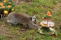 _DSC0046