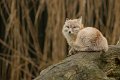 _DSC0058