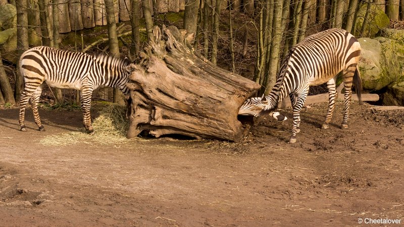 _DSC0011.JPG - Hartman Bergzebra