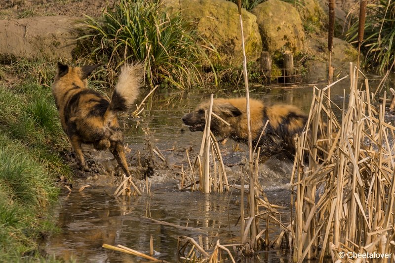 _DSC0035.JPG - Afrikaanse Wilde Hond
