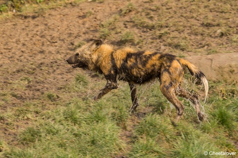 _DSC0038.JPG - Afrikaanse Wilde Hond