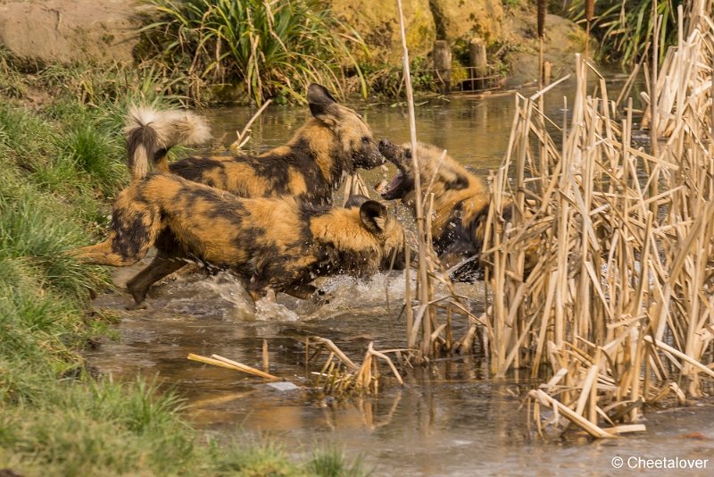 _DSC0043.JPG - Afrikaanse Wilde Hond