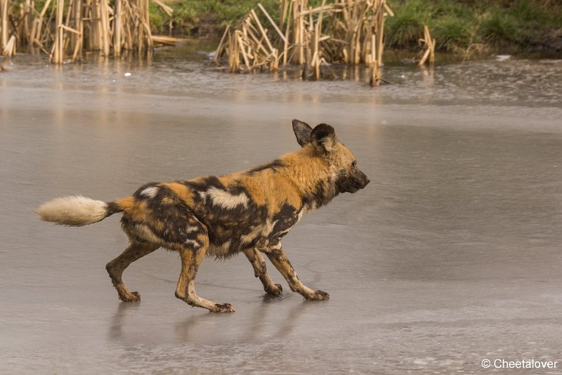 _DSC0050.JPG - Afrikaanse Wilde Hond