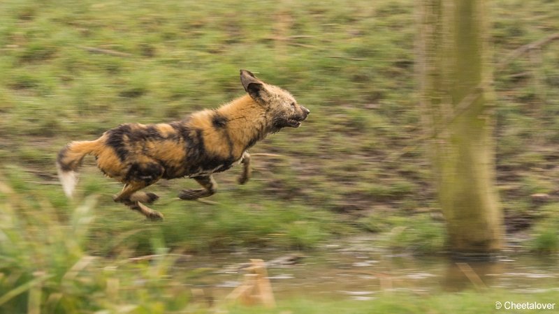 _DSC0077.JPG - Afrikaanse Wilde Hond