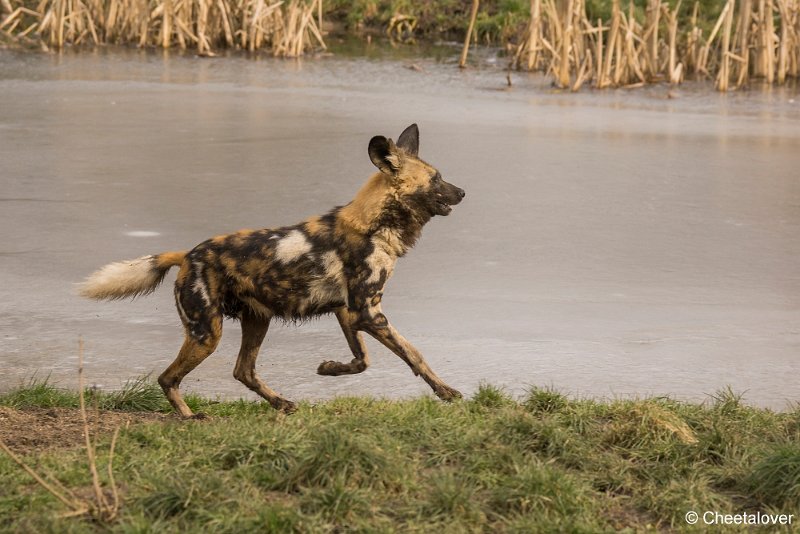 _DSC0081.JPG - Afrikaanse Wilde Hond