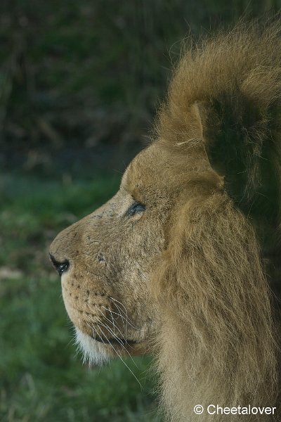 _DSC0119.JPG - Afrikaanse Leeuw