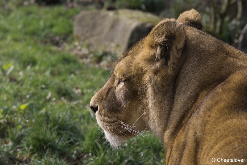 _DSC0122.JPG - Afrikaanse Leeuw