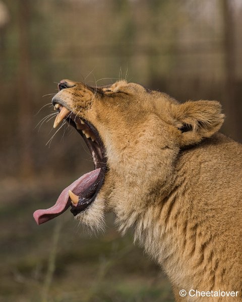 _DSC0146.JPG - Afrikaanse Leeuw