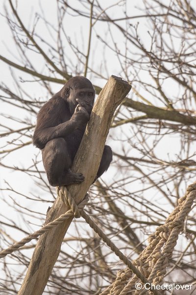 _DSC0156.JPG - Gorilla
