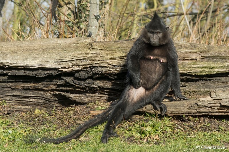 _DSC0178.JPG - Kuifmangabey
