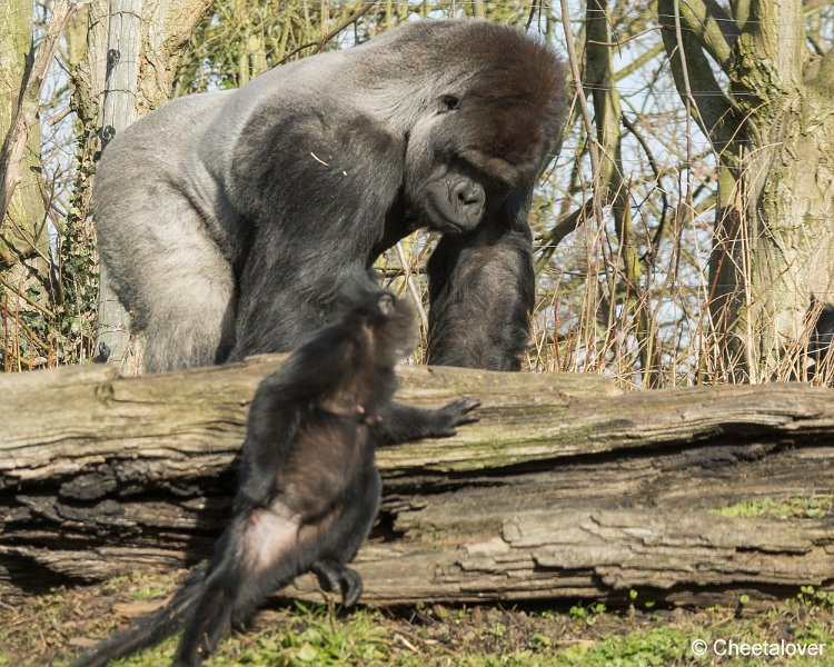 _DSC0183.JPG - Gorilla en Kuifmangabey
