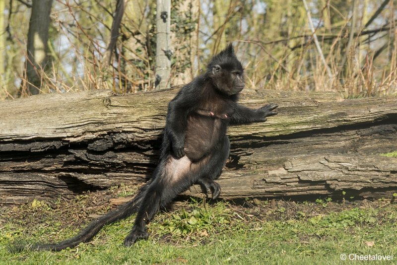 _DSC0185.JPG - Kuifmangabey