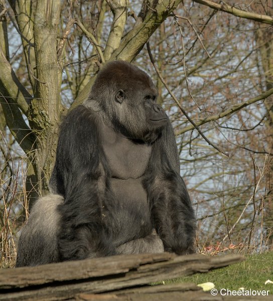_DSC0192.JPG - Gorilla