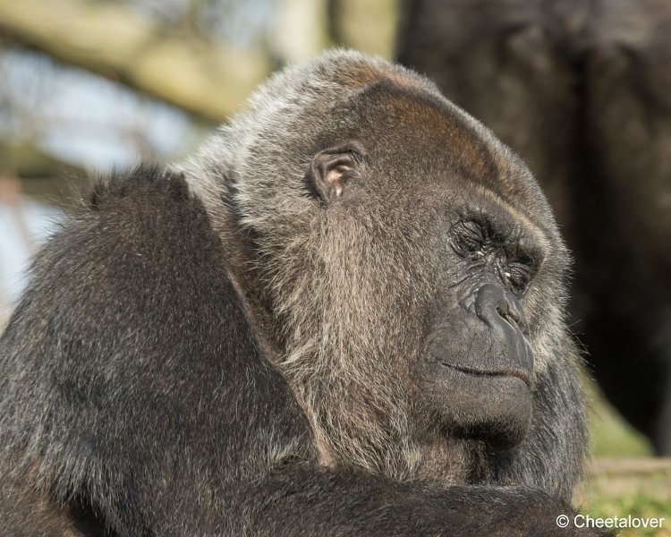_DSC0201.JPG - Gorilla