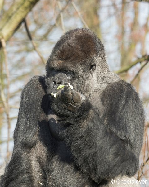 _DSC0221.JPG - Gorilla