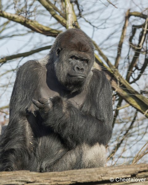 _DSC0230.JPG - Gorilla