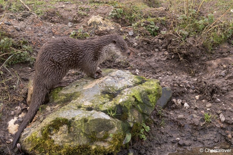 _DSC0313.JPG - Europese Otter