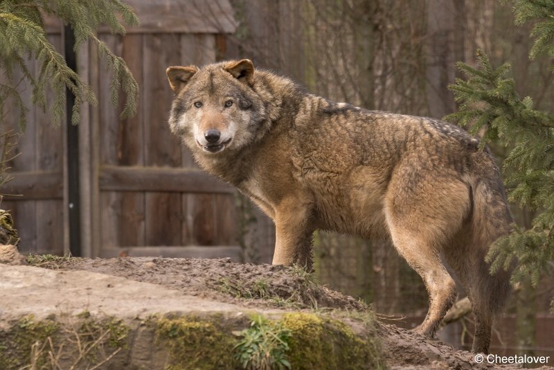 _DSC0364.JPG - Wolf
