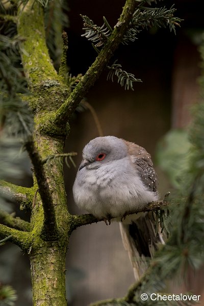 _DSC0377.JPG - Diamantduif
