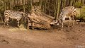 _DSC0011