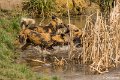 _DSC0043