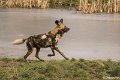 _DSC0081