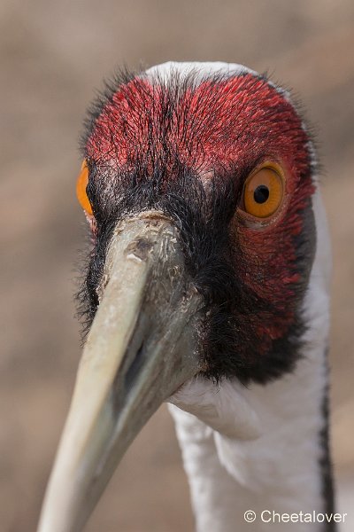 _DSC0360.JPG - Witnekkraanvogel