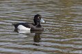 _DSC0088