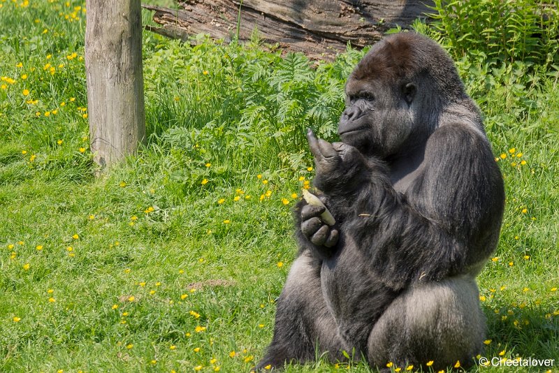 _DSC0092.JPG - Gorilla