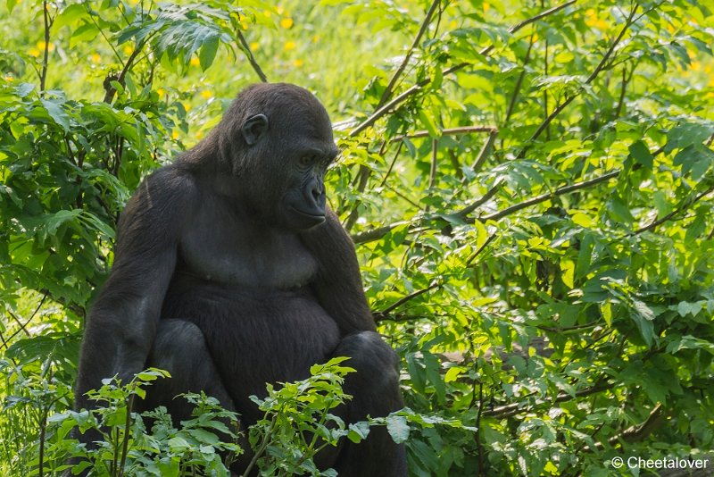 _DSC0097.JPG - Gorilla