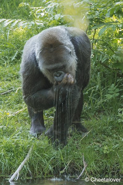_DSC0101.JPG - Gorilla