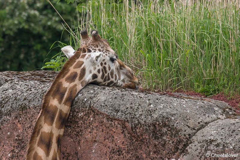 _DSC0174.JPG - Giraffe