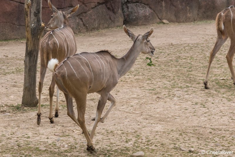 _DSC0177.JPG - Kudu